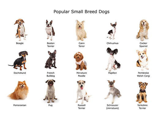 The 7 Best Small Family Dogs: A Comprehensive Guide
