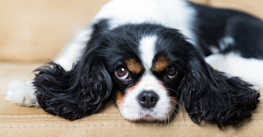 The 7 Best Small Apartment Dogs: A Comprehensive Guide