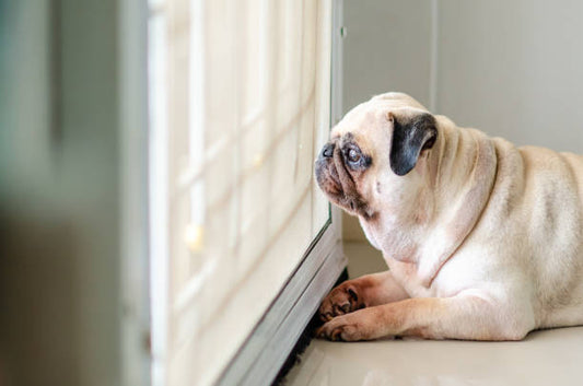 How to Successfully Keep a Dog in an Apartment While at Work