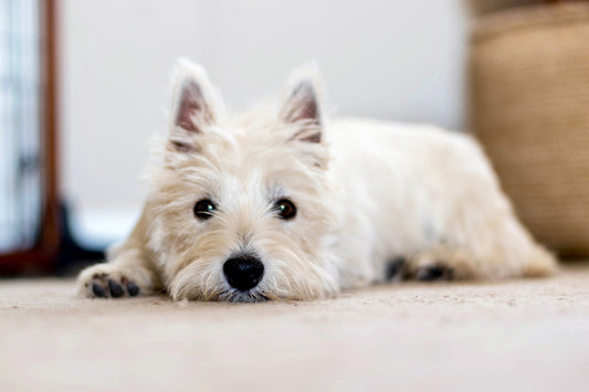 What to Do With Your Dog While at Work: 5 Options